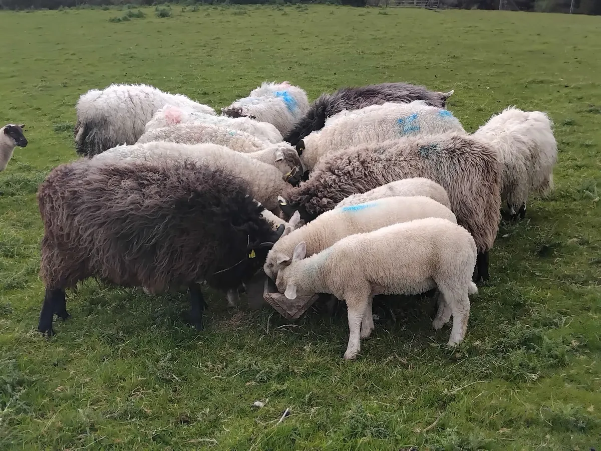 Young ewes with strong lambs ballinrobe mart - Image 4