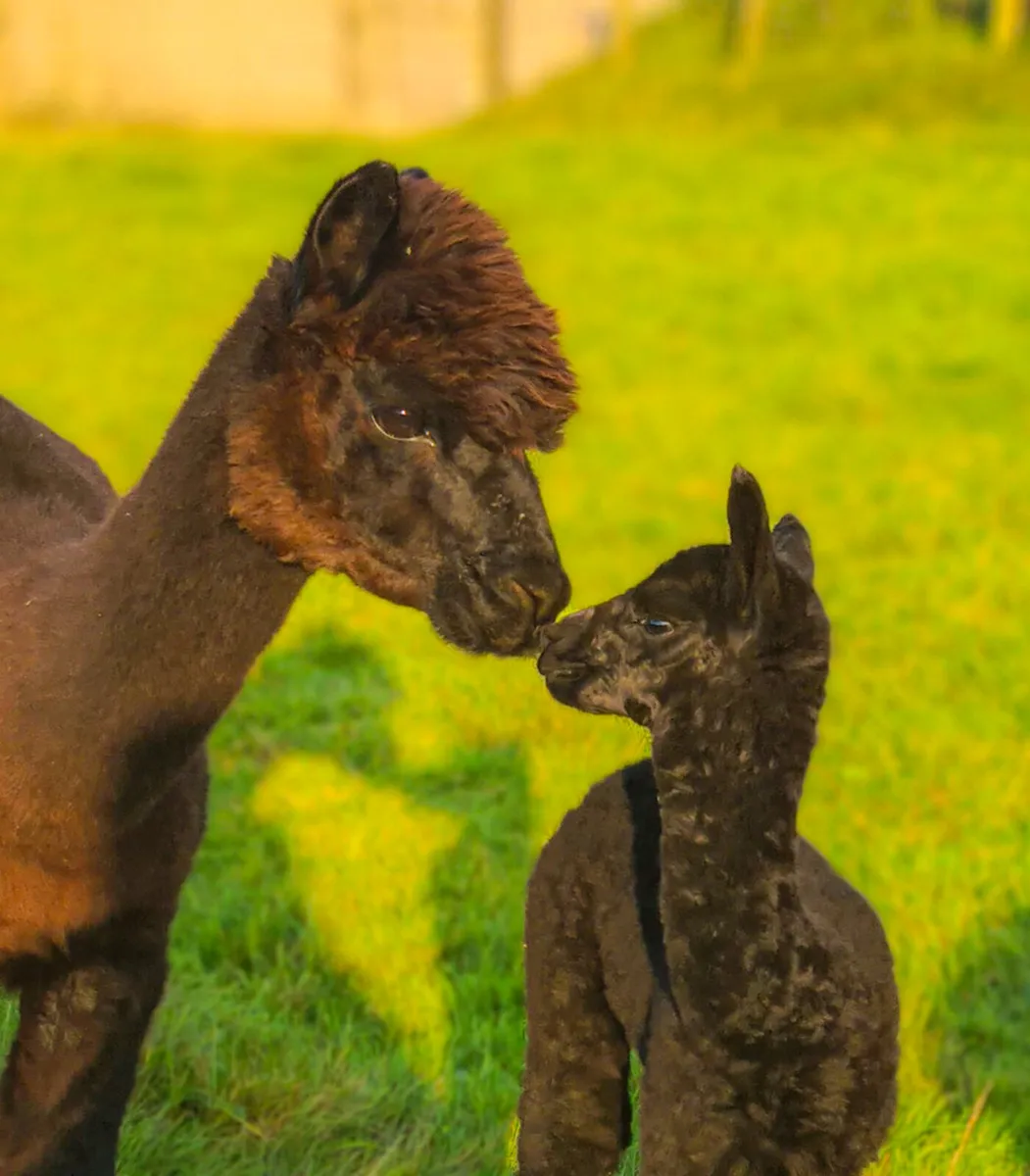 Alpaca - Image 1