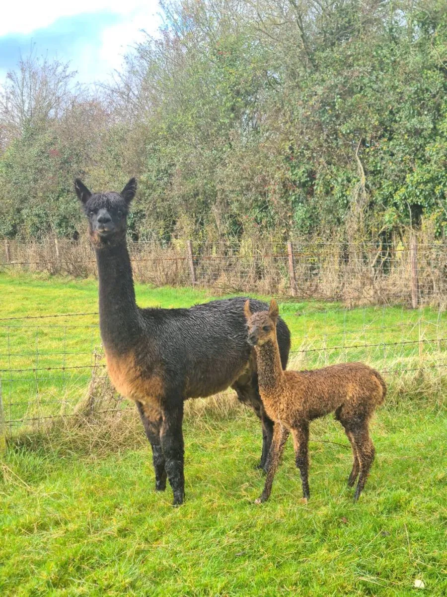 Alpaca - Image 2