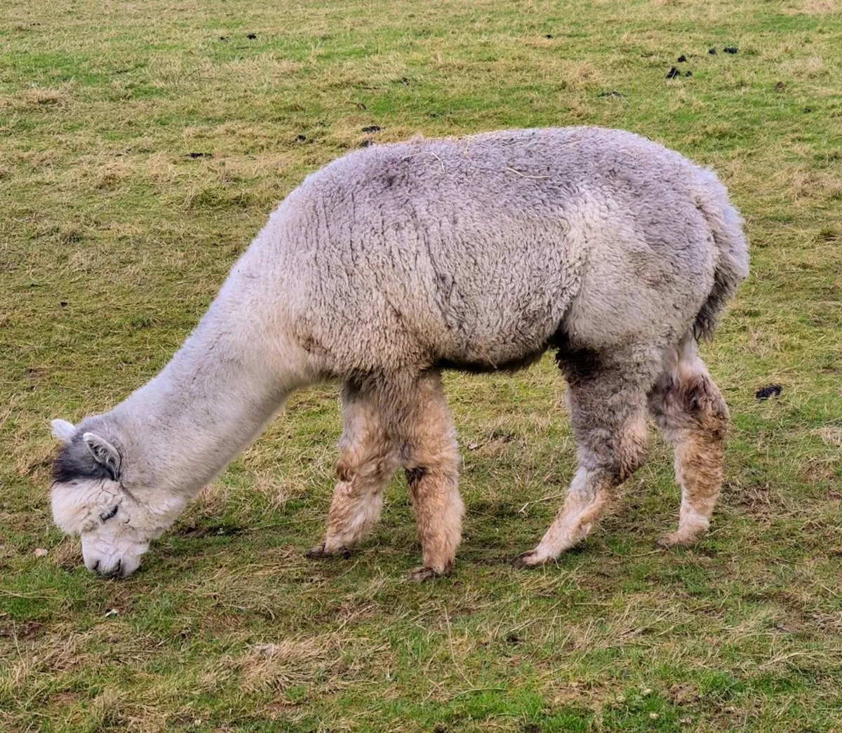 Alpaca - Image 3
