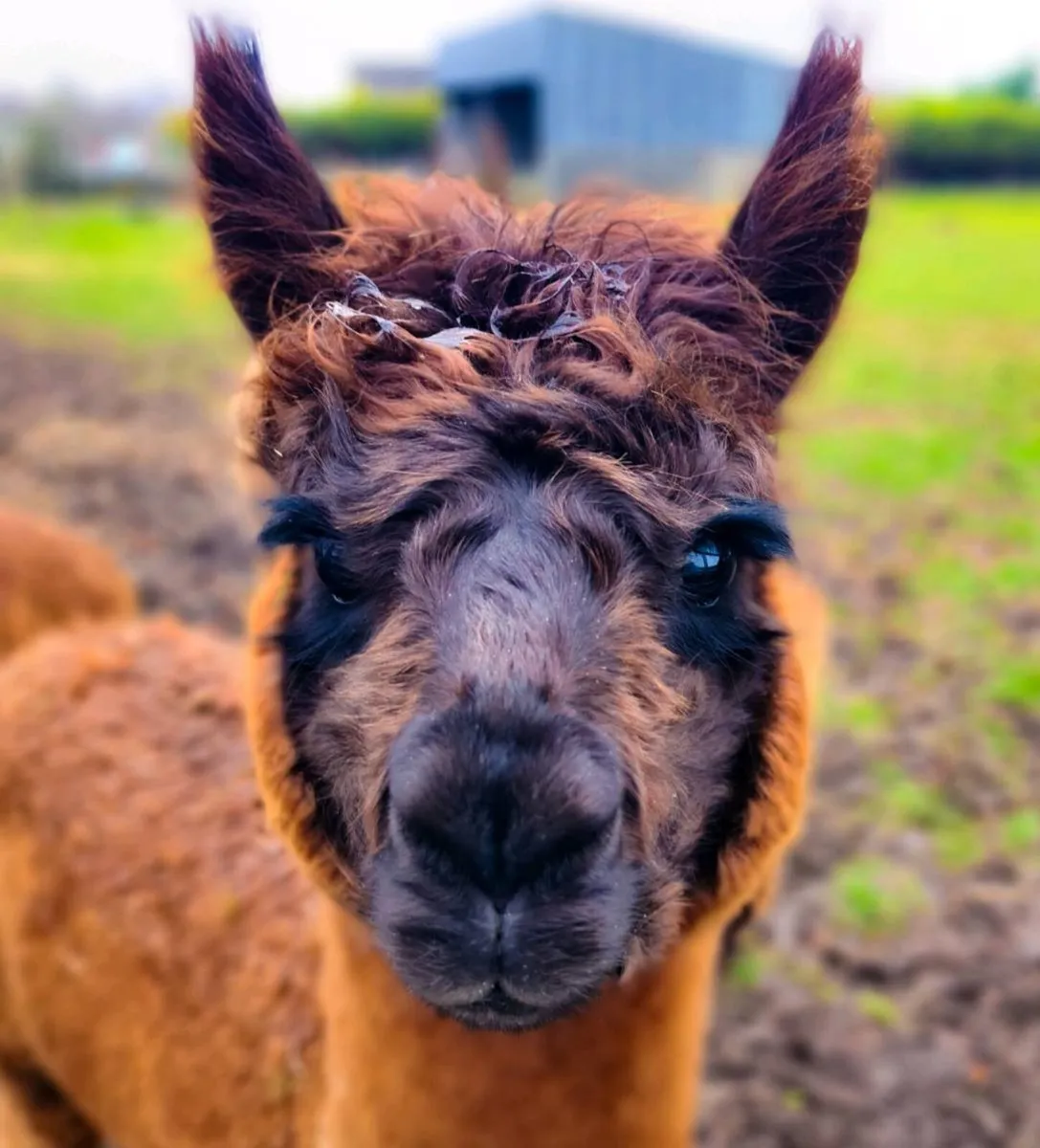 Alpaca - Image 4