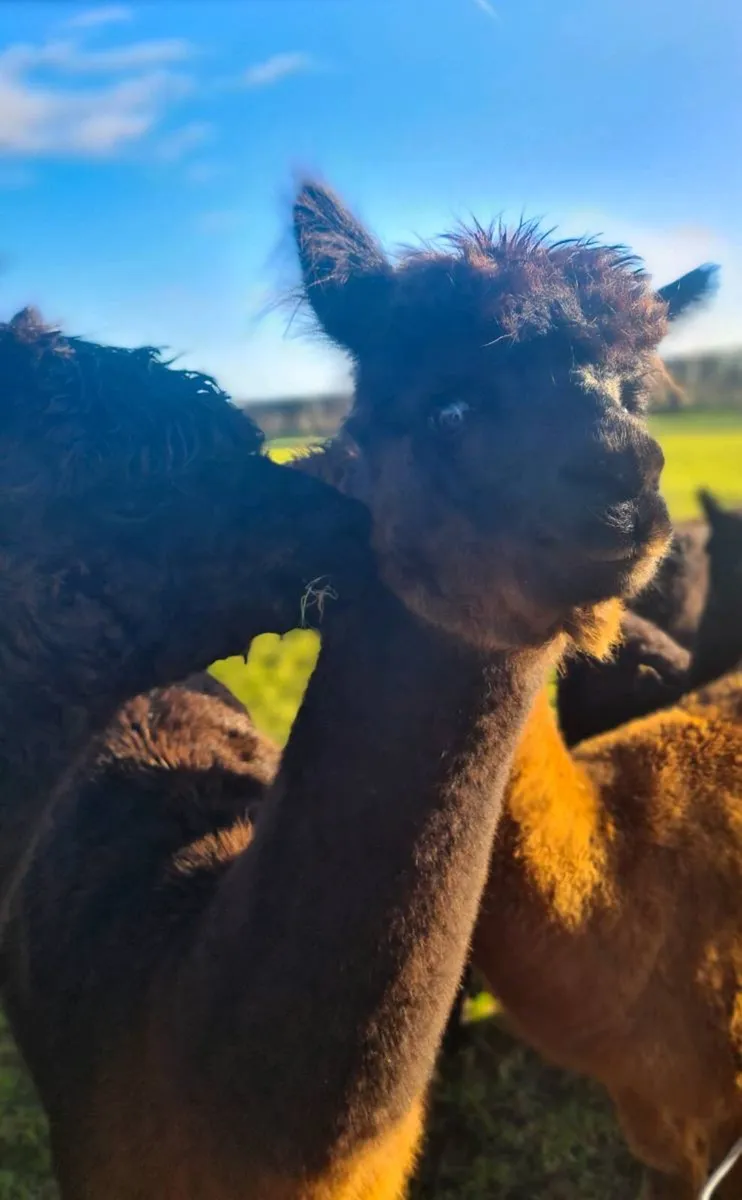 Alpaca - Image 3