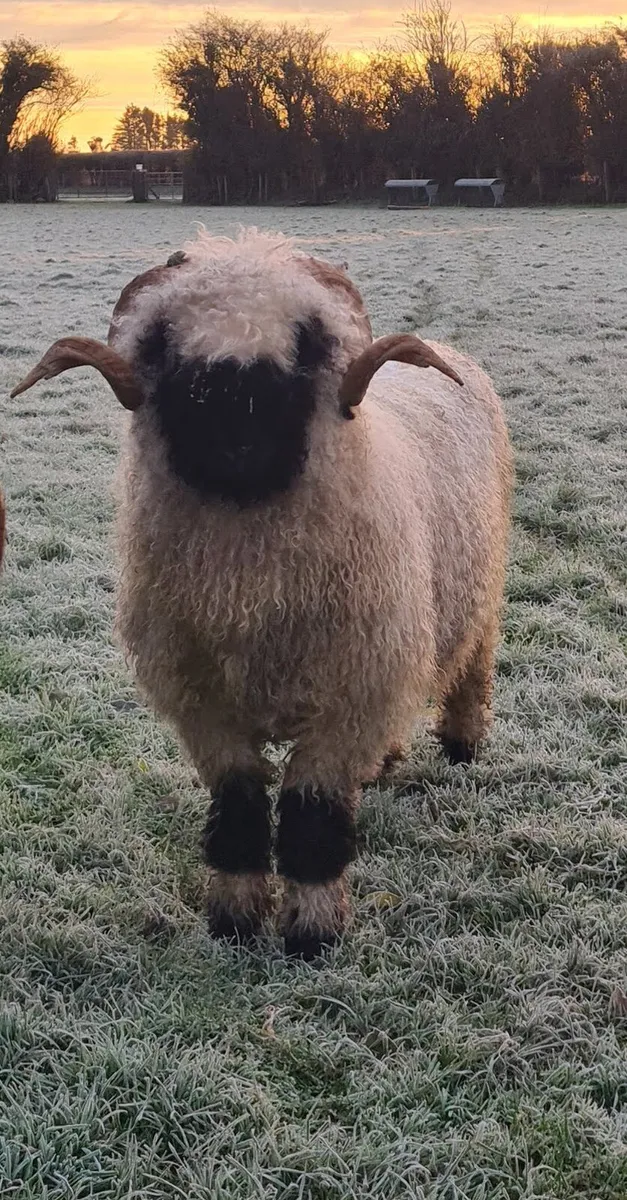 Alpaca - Image 4