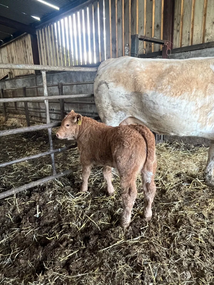 Pedigree Simmental cow and calf - Image 2