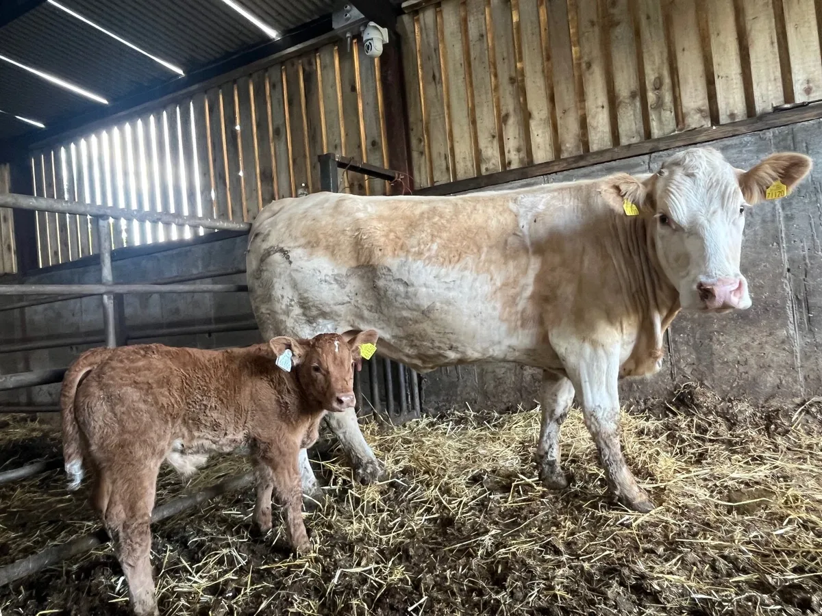 Pedigree Simmental cow and calf - Image 3