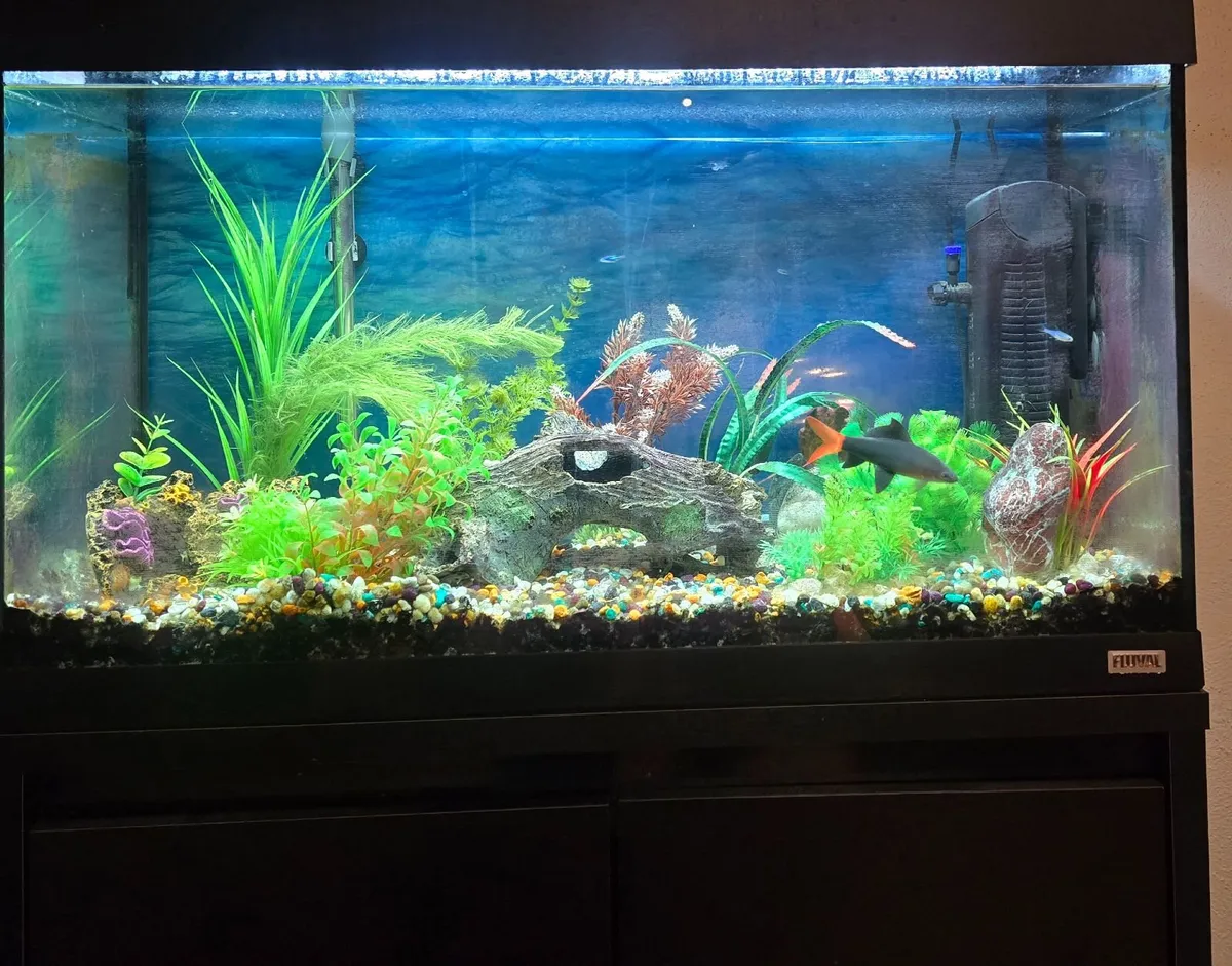 Fish Tank - Image 1