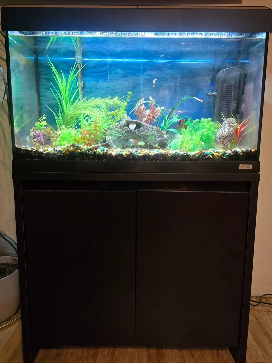 Fish Tank - Image 2