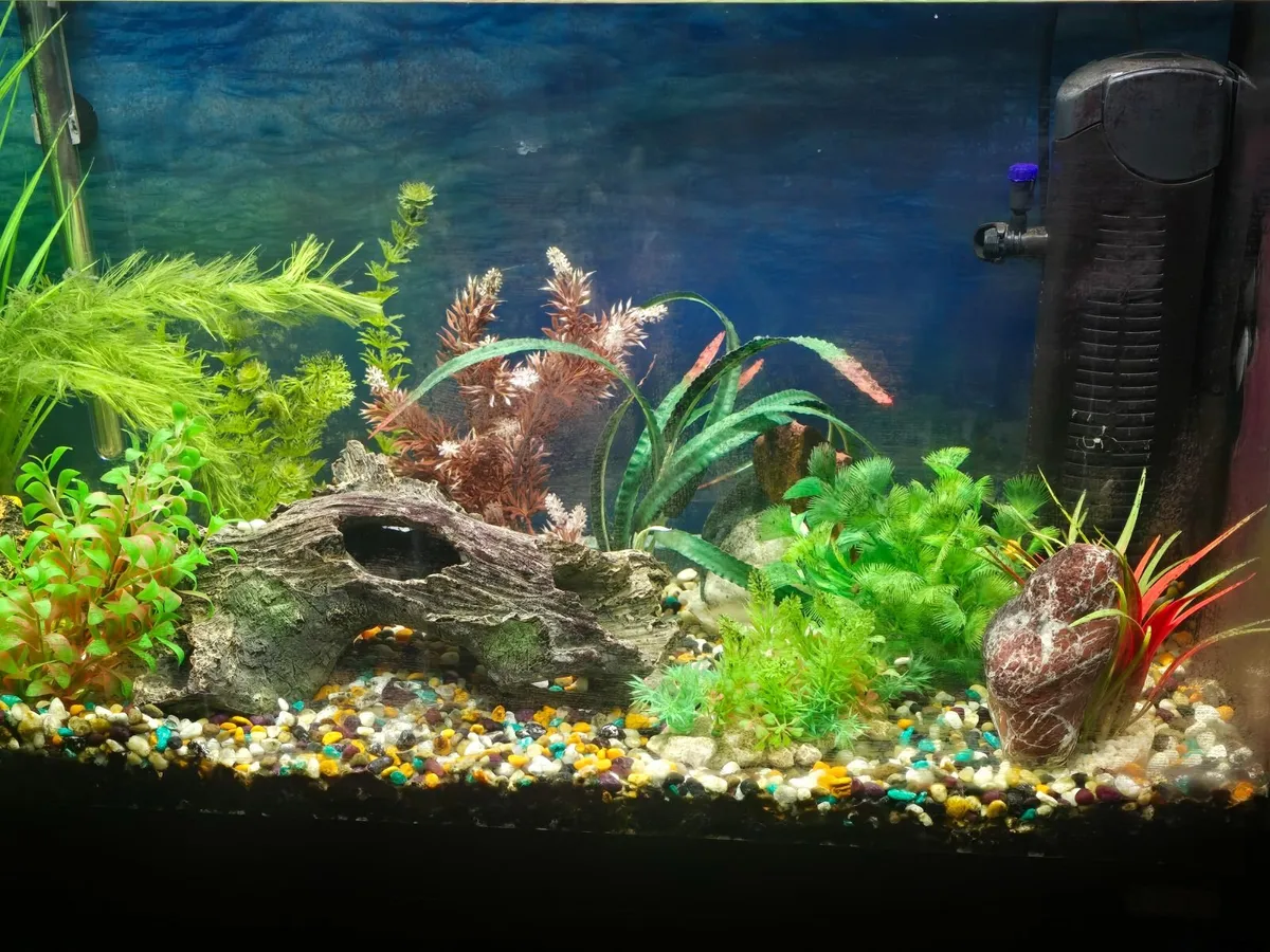 Fish Tank - Image 3