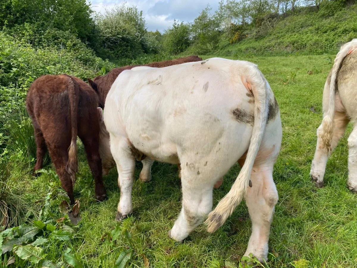 Charolais bull - Image 3