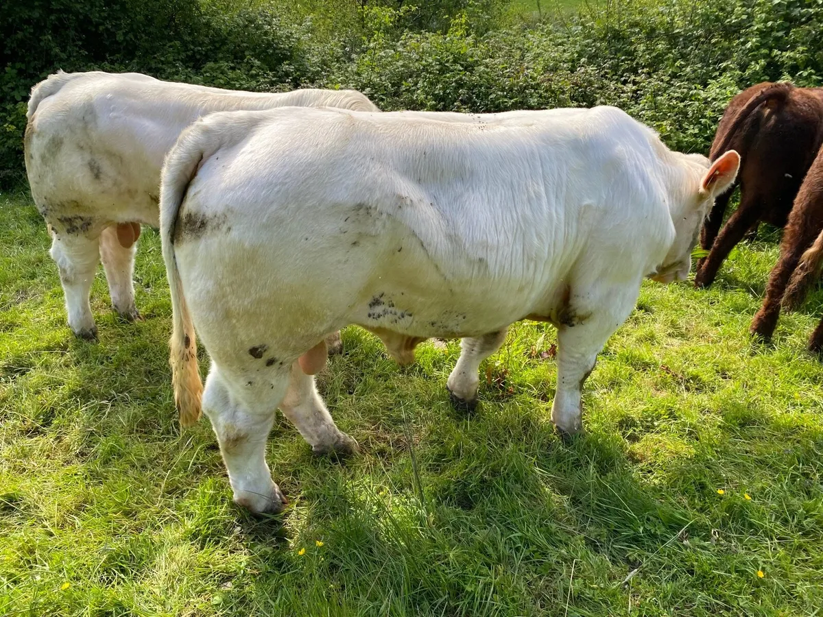 Charolais bull - Image 4