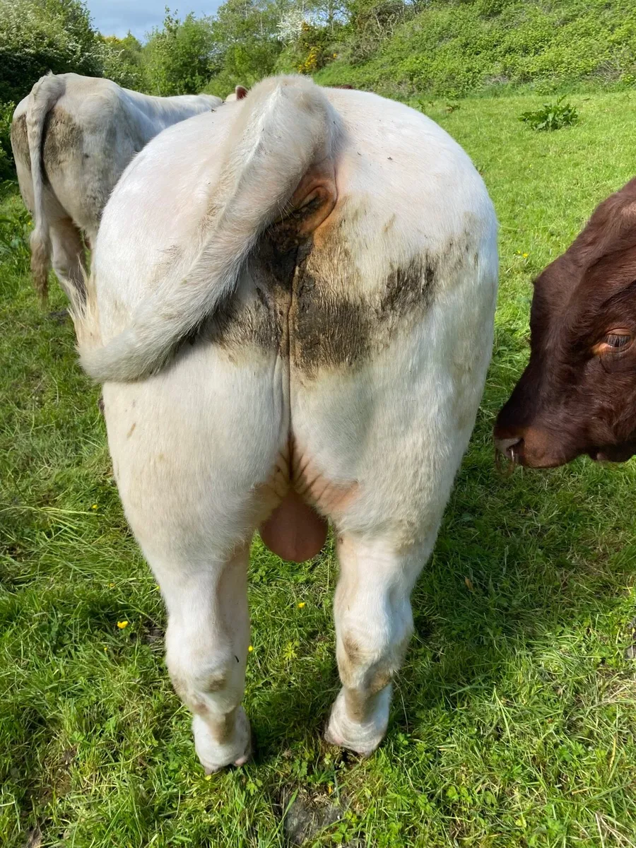 Charolais bull - Image 2