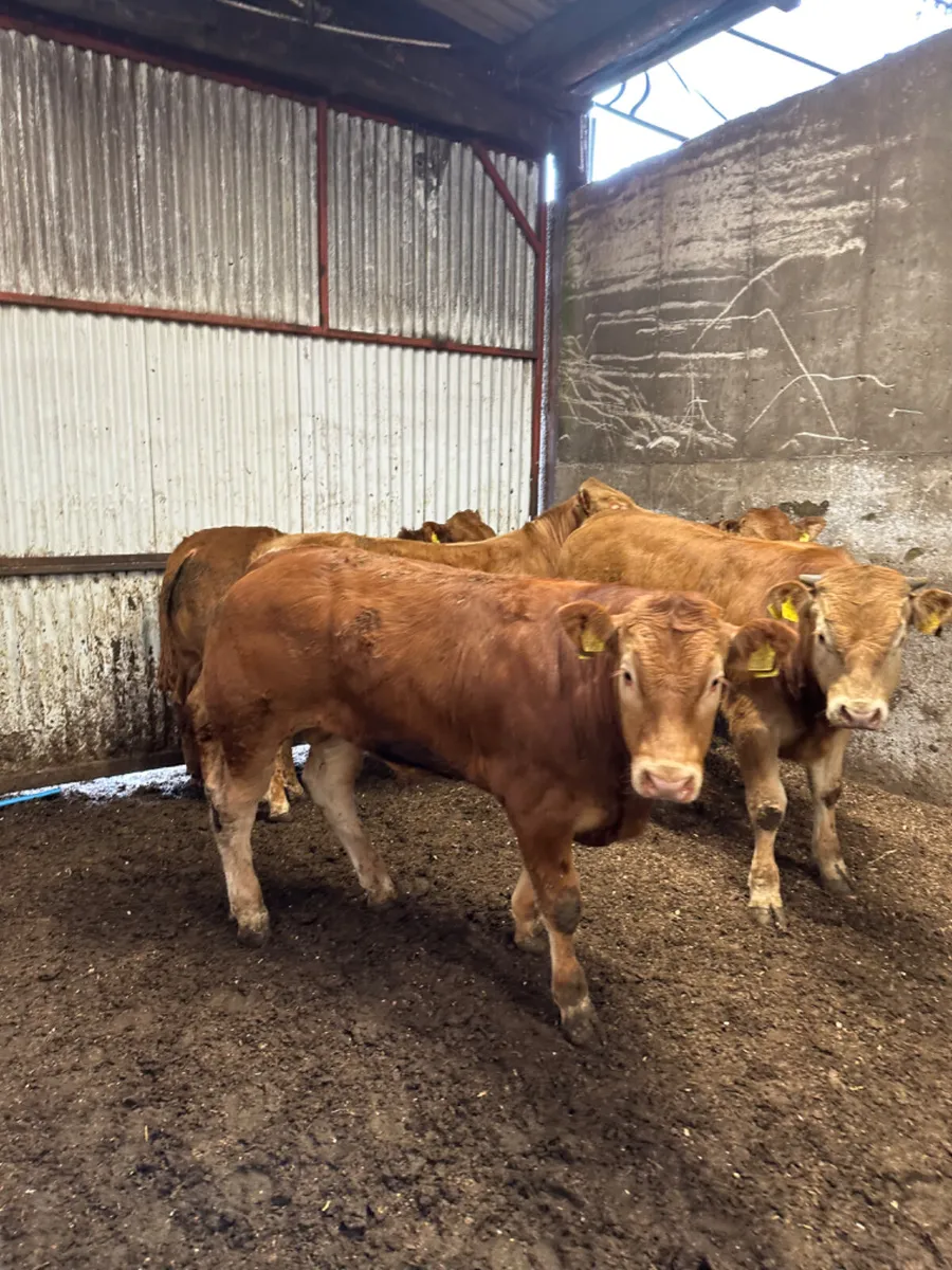 Lim bulls - Image 3