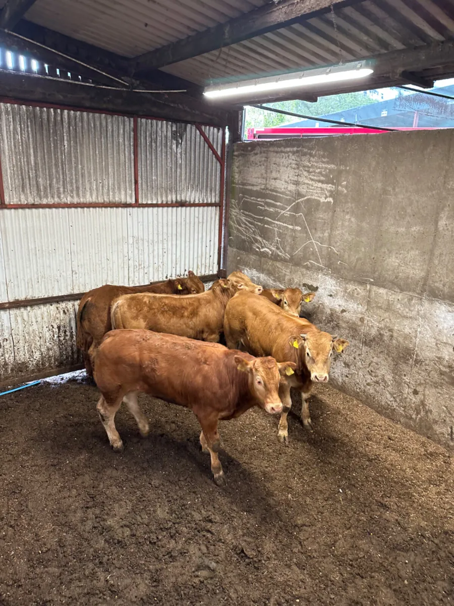 Lim bulls - Image 2