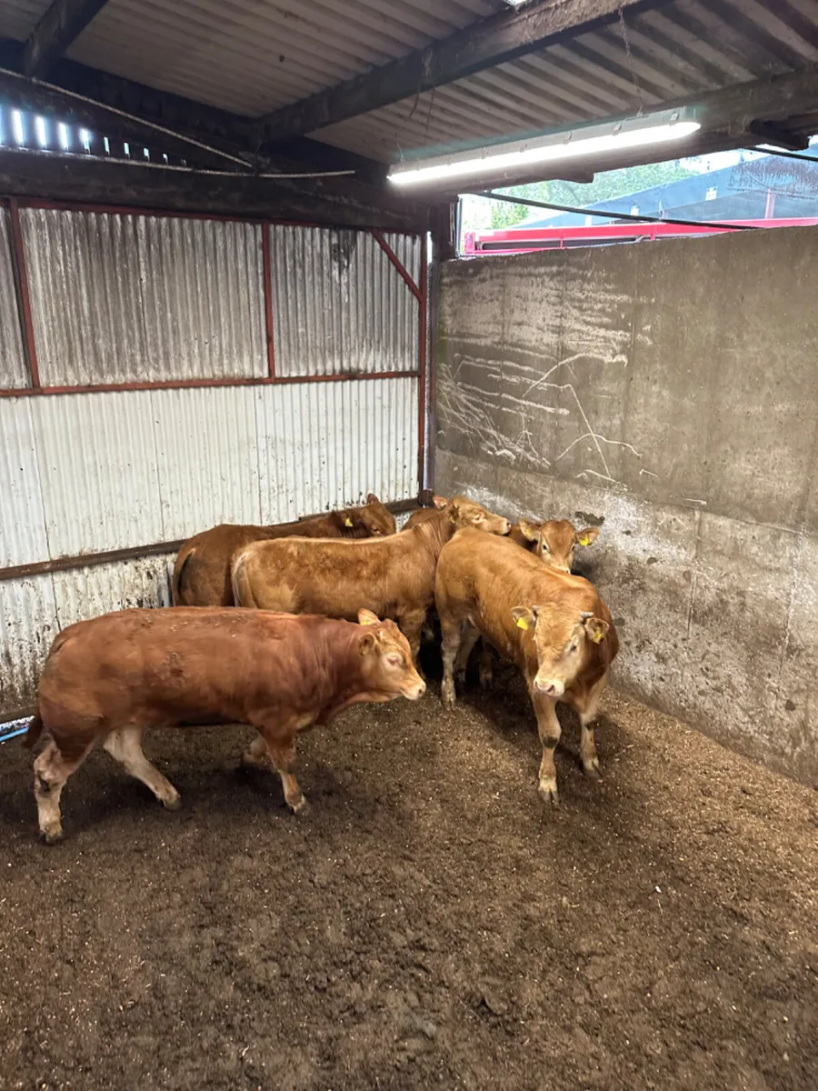 Lim bulls - Image 1