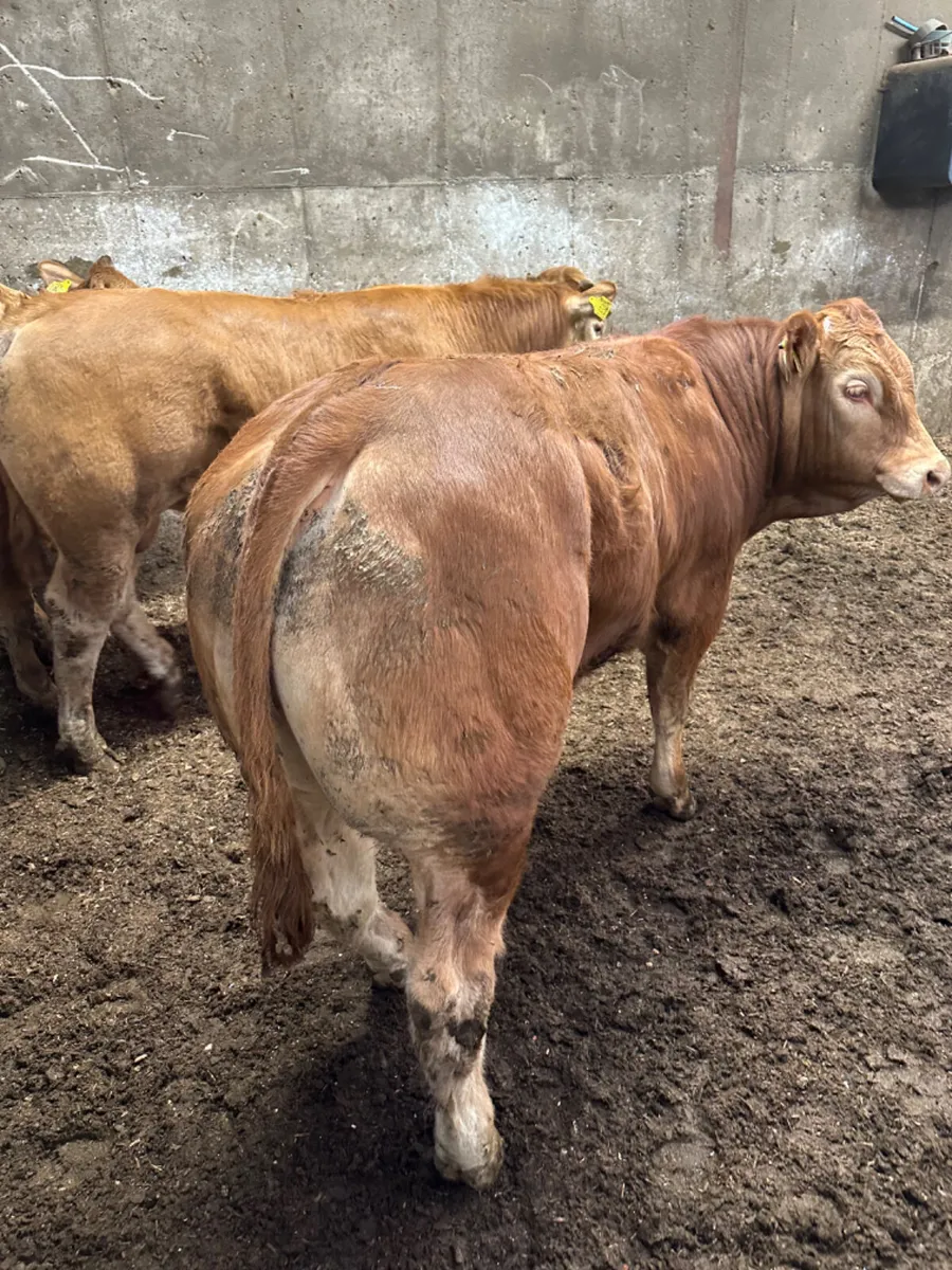 Lim bulls - Image 4