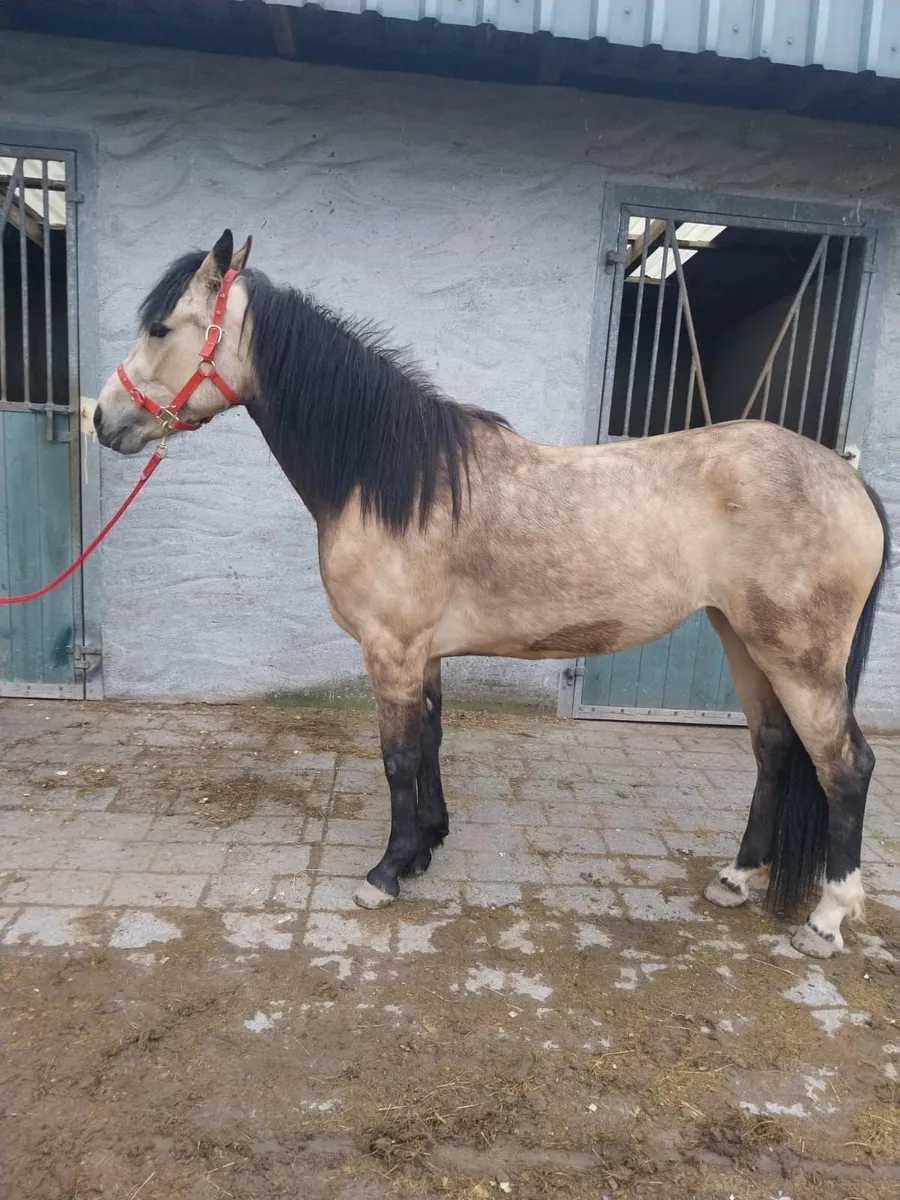 3yr old filly - Image 1