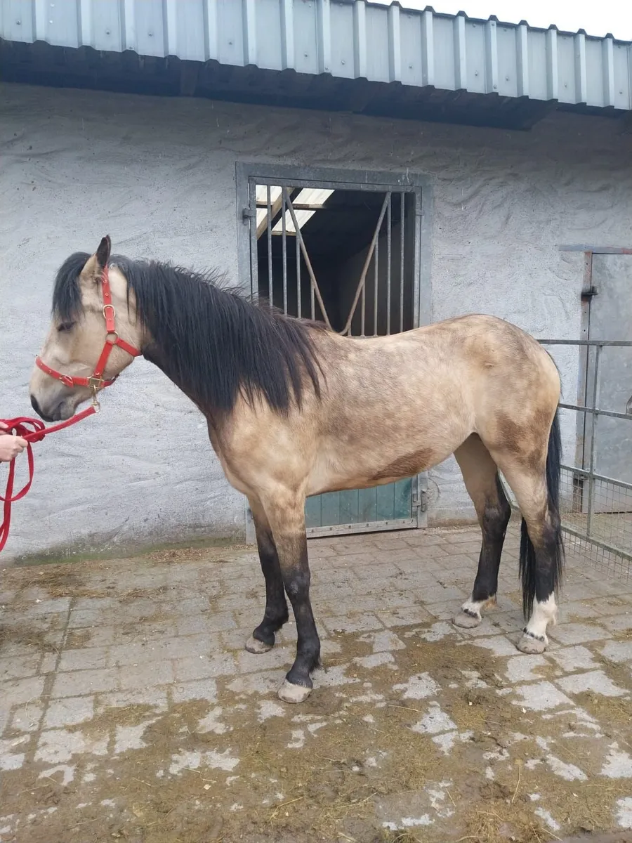 3yr old filly - Image 2