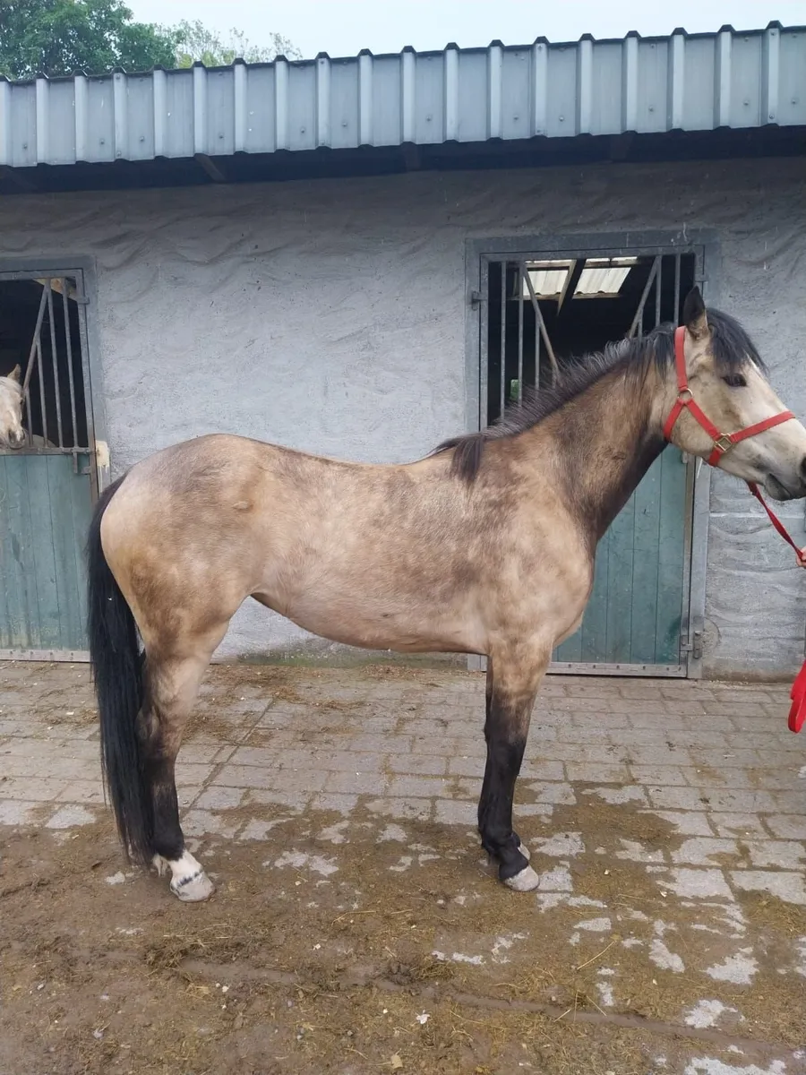 3yr old filly - Image 3