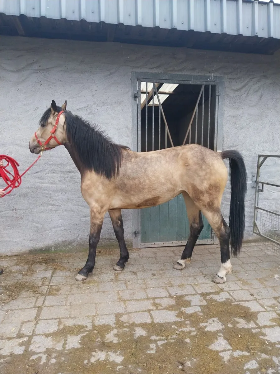 3yr old filly - Image 4