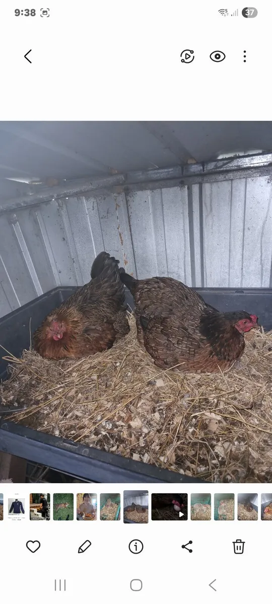 Hatching Hens - Image 1