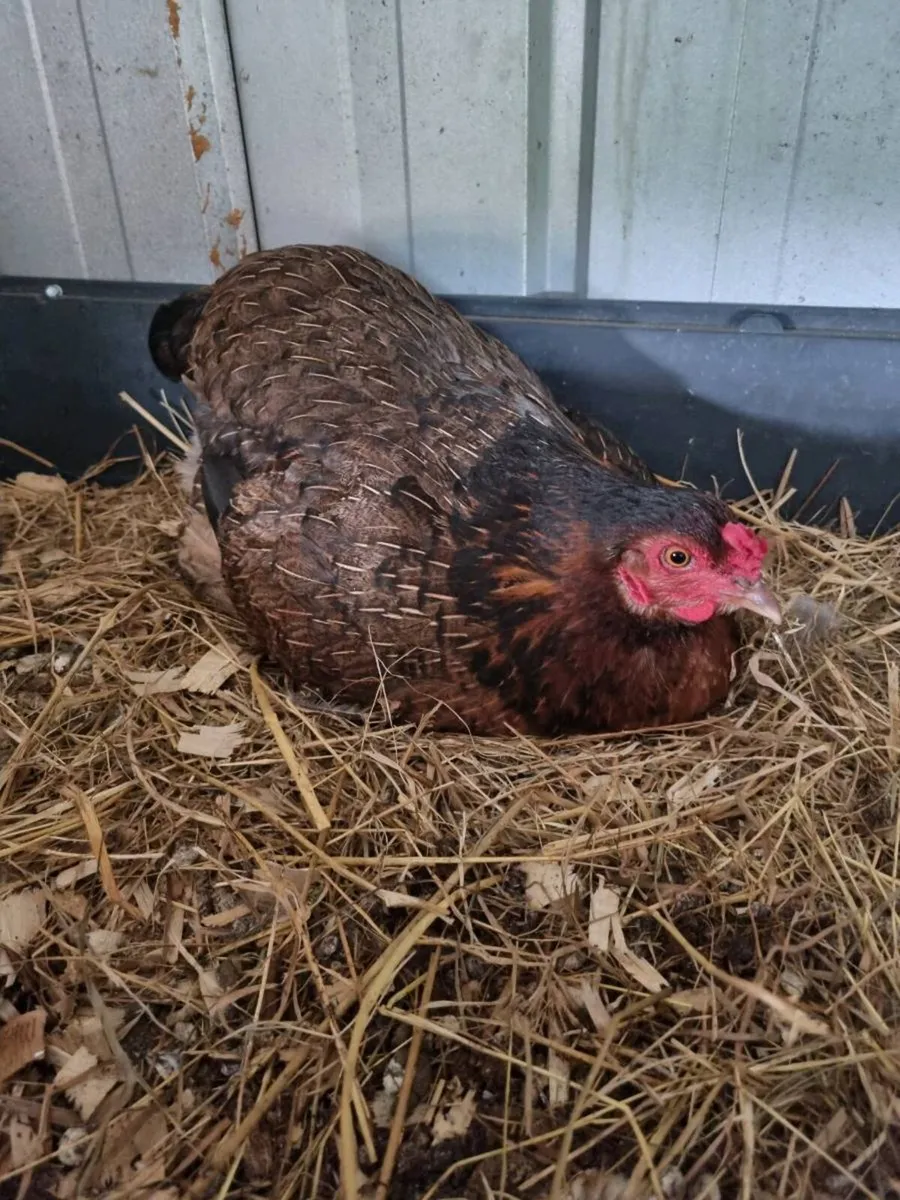 Hatching Hens - Image 2