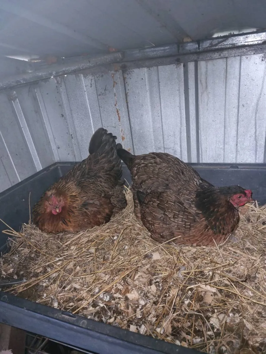 Hatching Hens - Image 3