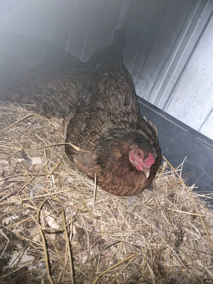 Hatching Hens - Image 4