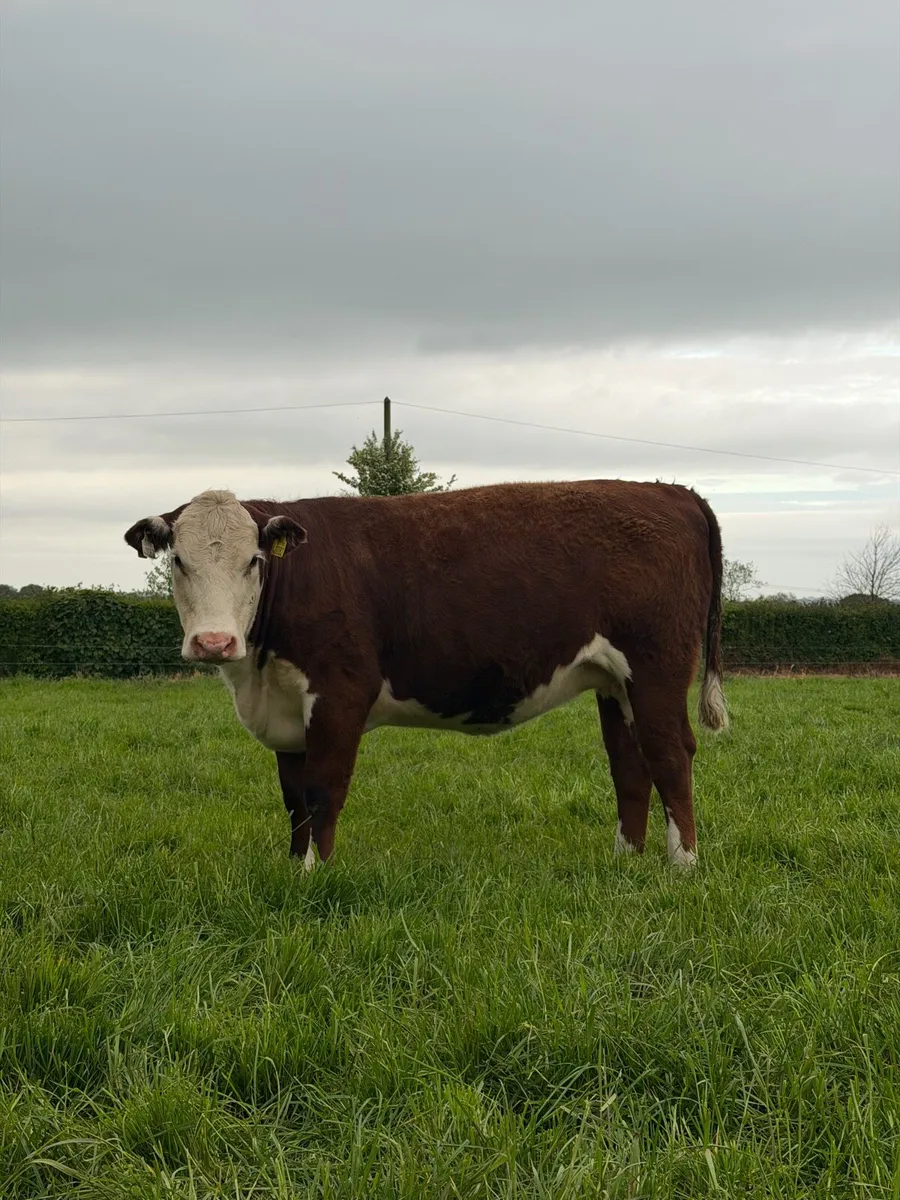 Hereford heifer *polled* - Image 1