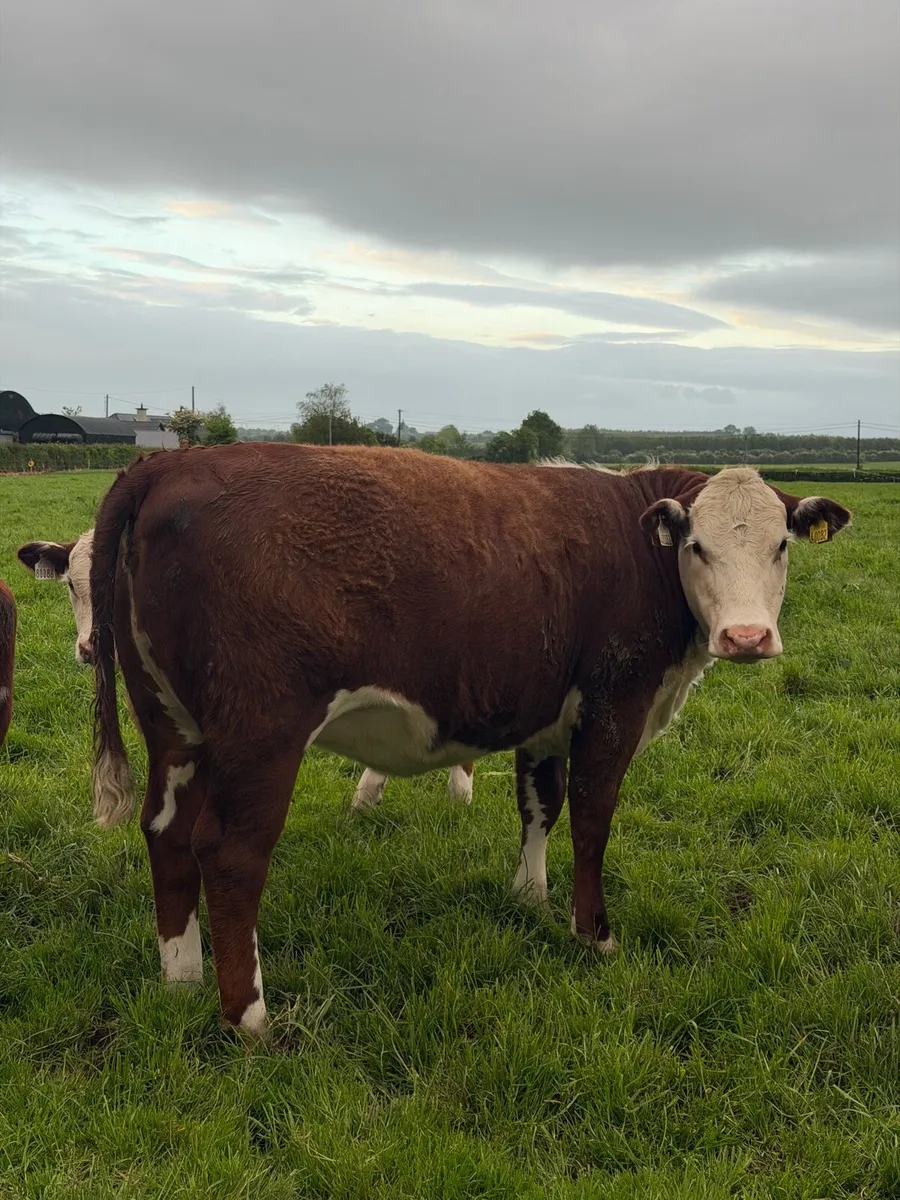 Hereford heifer *polled* - Image 2