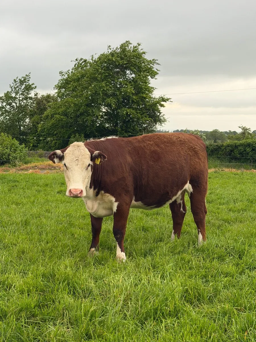 Hereford heifer *polled* - Image 3