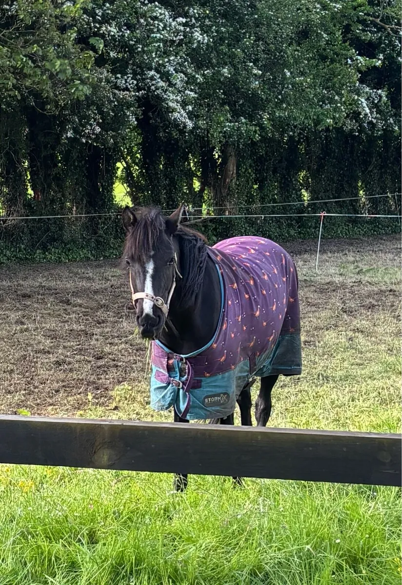 CLASSY 138cm QUALITY YOUNG FILLY - Image 1