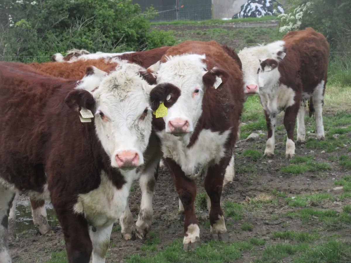 9 PURE BRED NON REG HEREFORD HEIFERS - Image 1