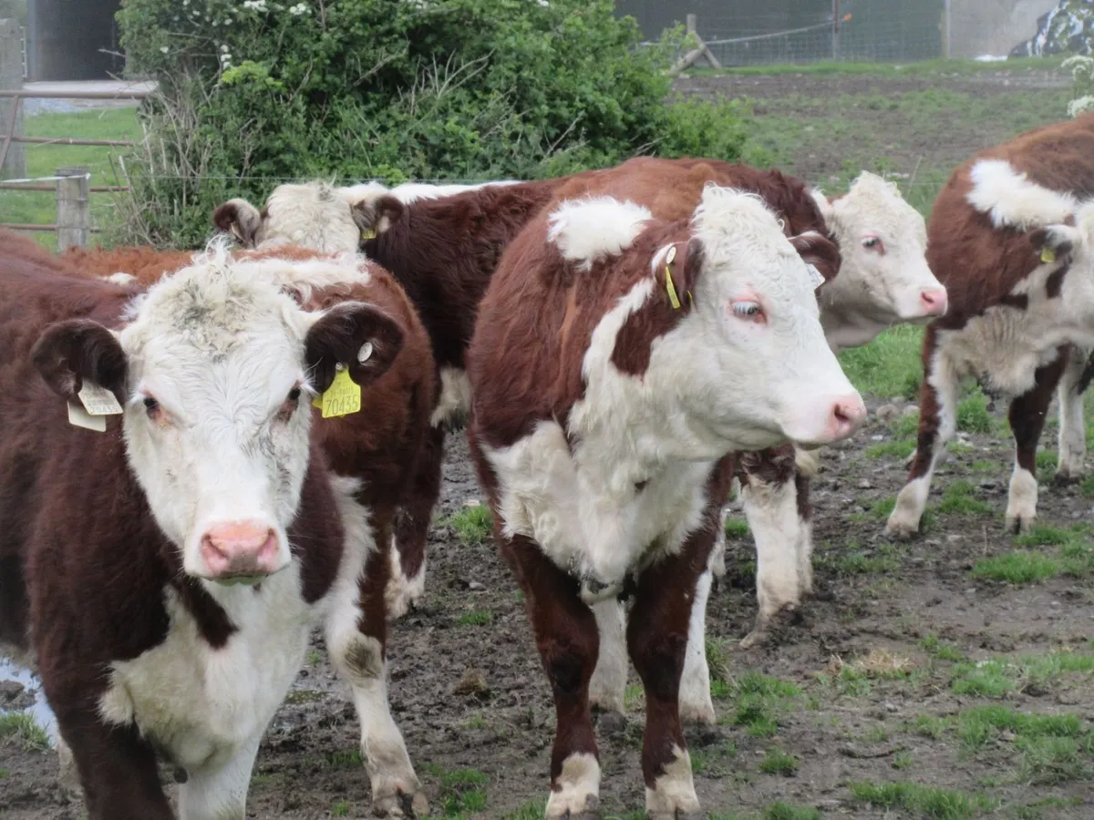 9 PURE BRED NON REG HEREFORD HEIFERS - Image 2