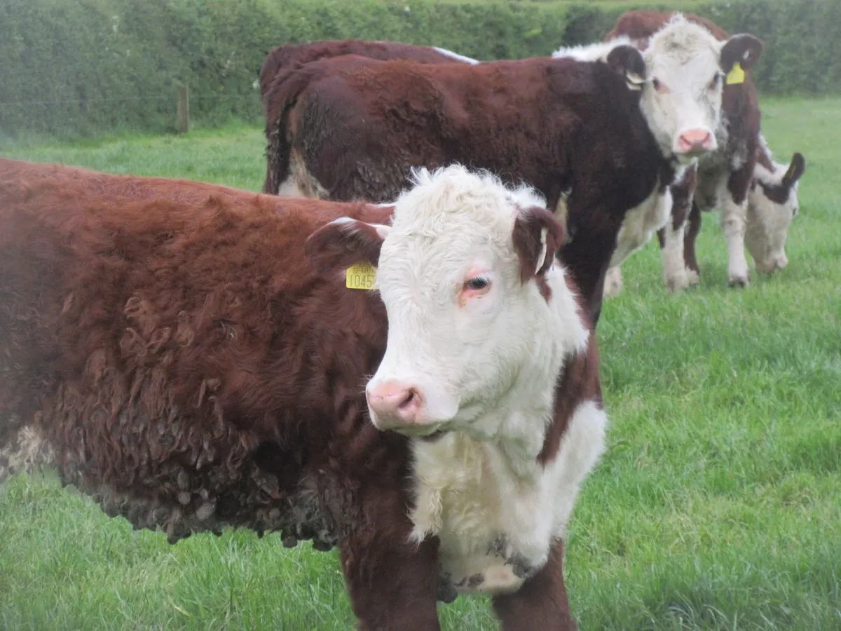9 PURE BRED NON REG HEREFORD HEIFERS - Image 3
