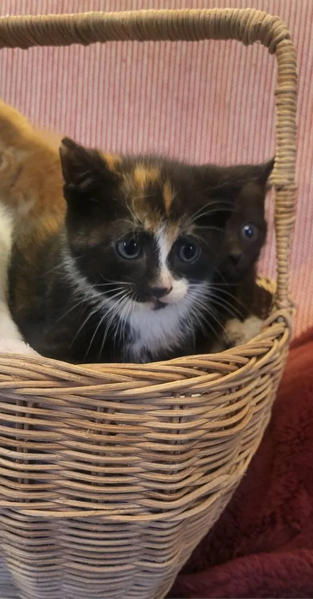 Kittens - Image 2