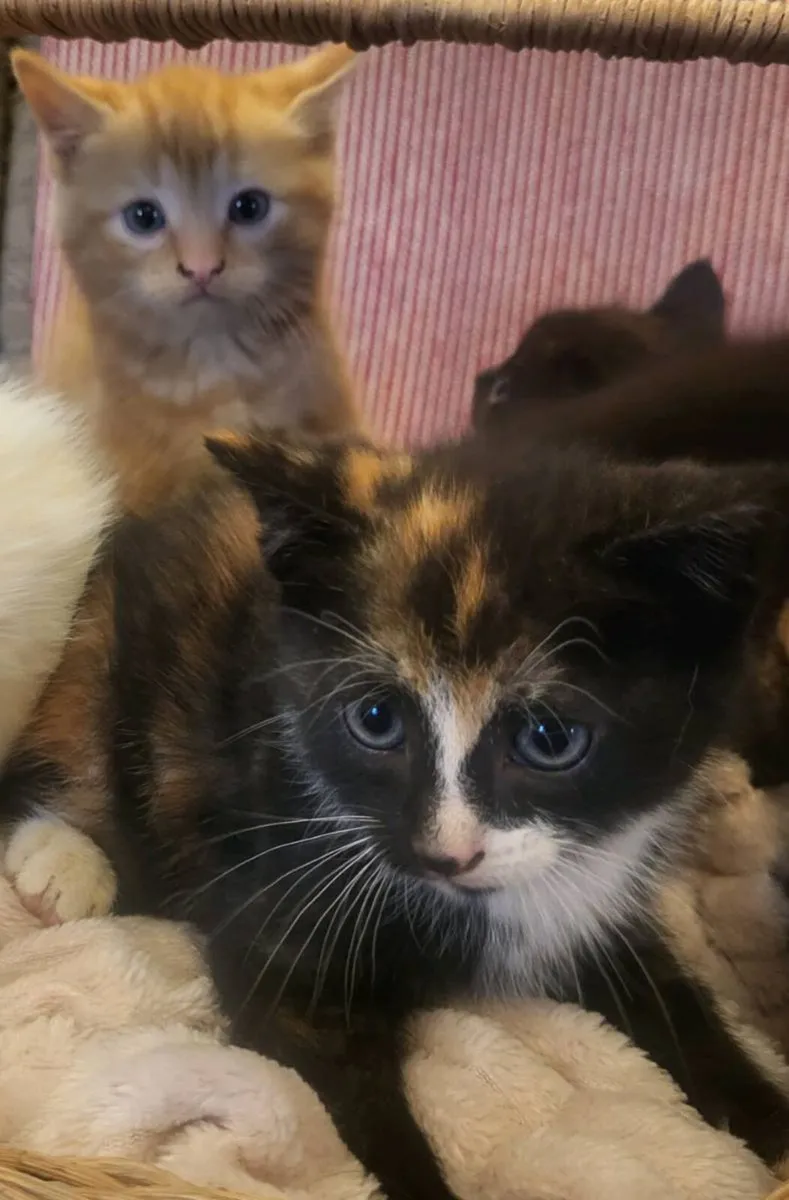 Kittens - Image 3