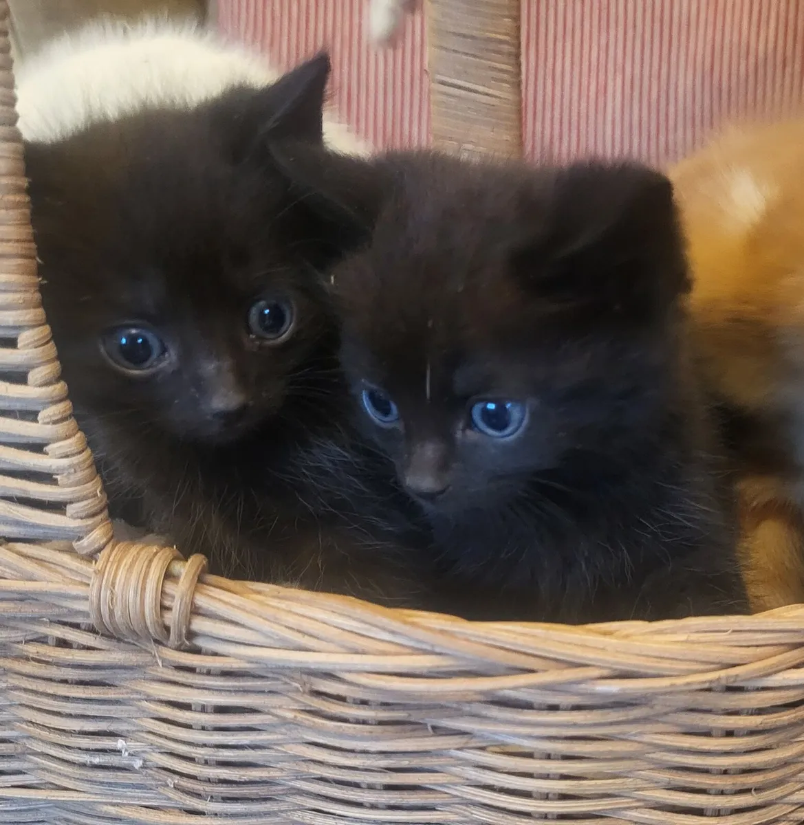 Kittens - Image 4