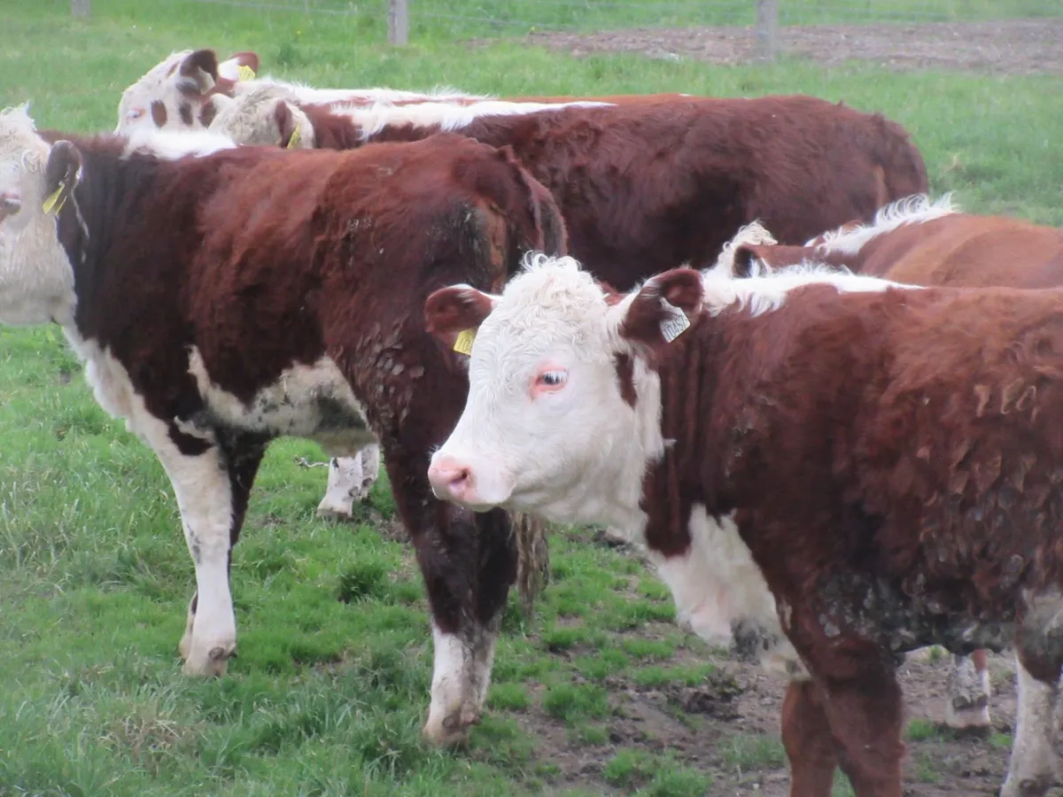 9 PURE BRED NON REG HEREFORD HEIFERS - Image 4