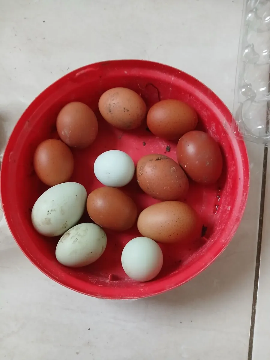 Poultry. - Image 1