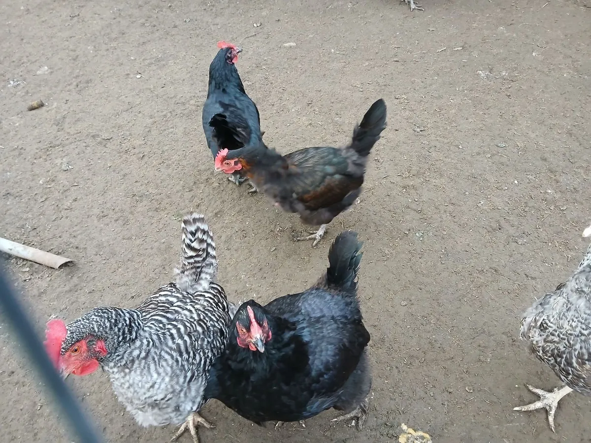 Poultry. - Image 2