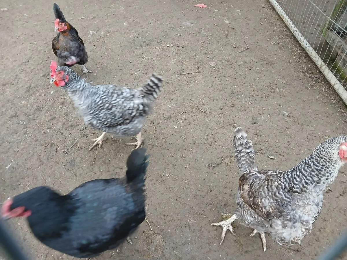 Poultry. - Image 3