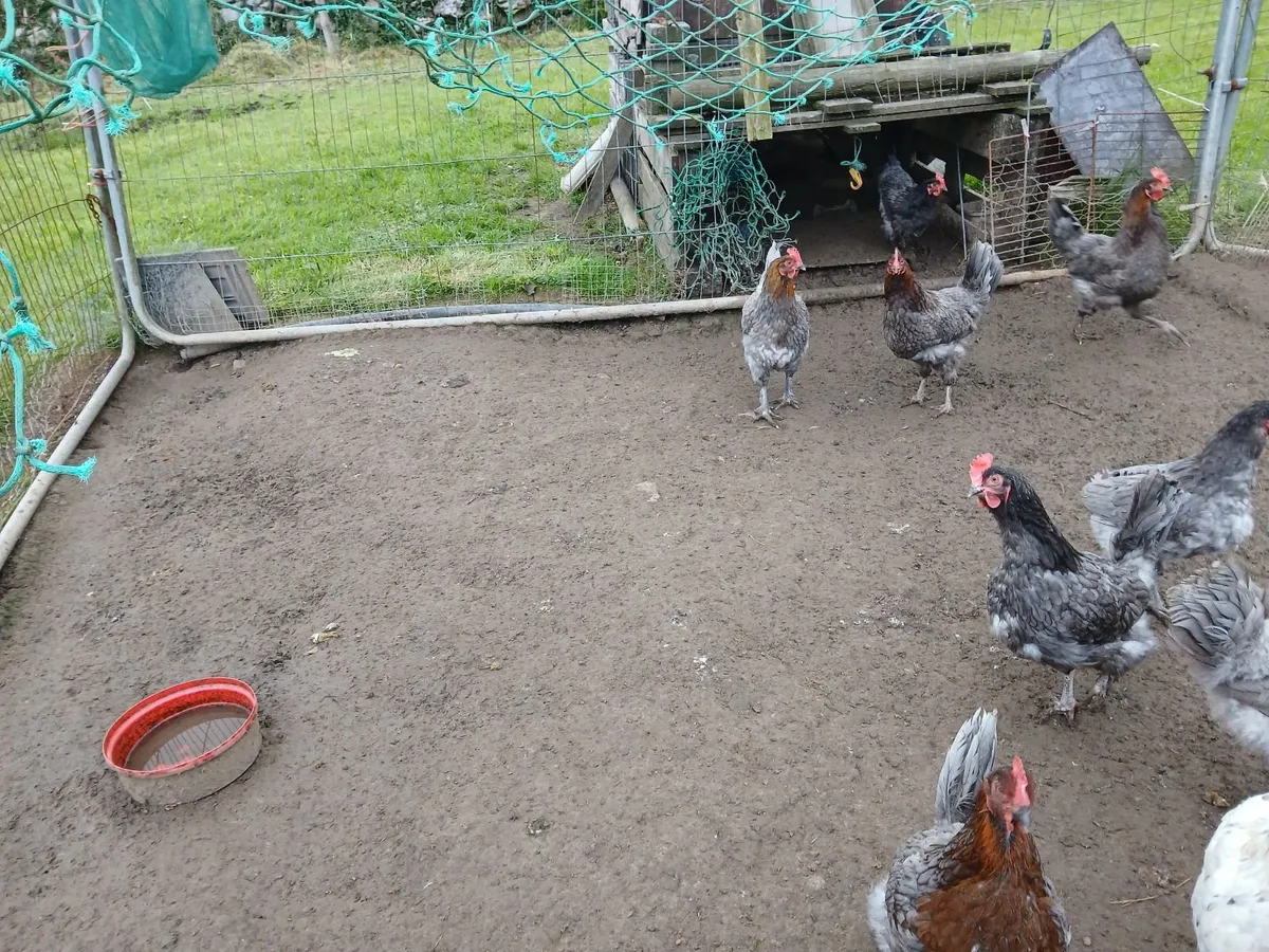 Poultry. - Image 4