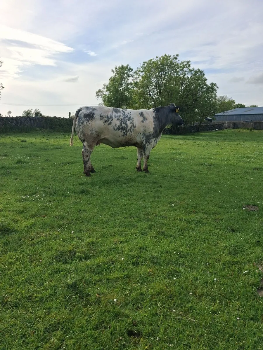 Incalf Bbx heifer - Image 1