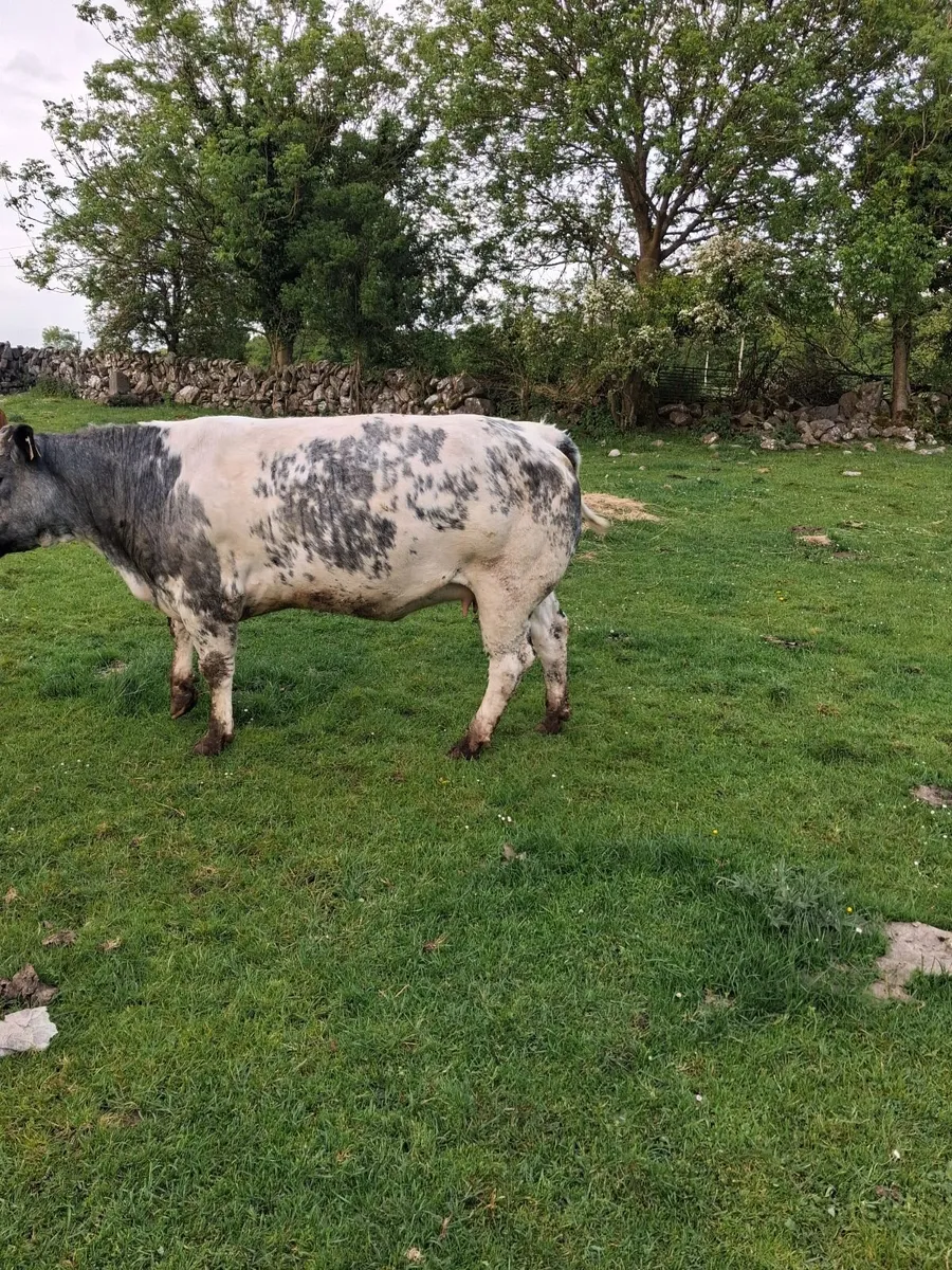 Incalf Bbx heifer - Image 3