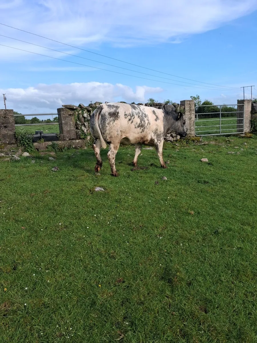 Incalf Bbx heifer - Image 2