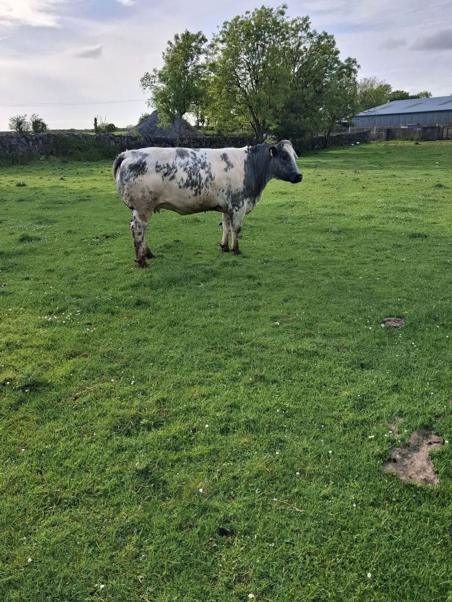 Incalf Bbx heifer - Image 4
