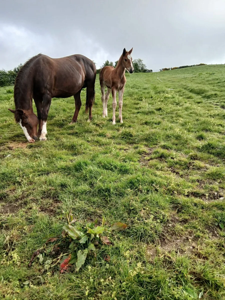 Horses