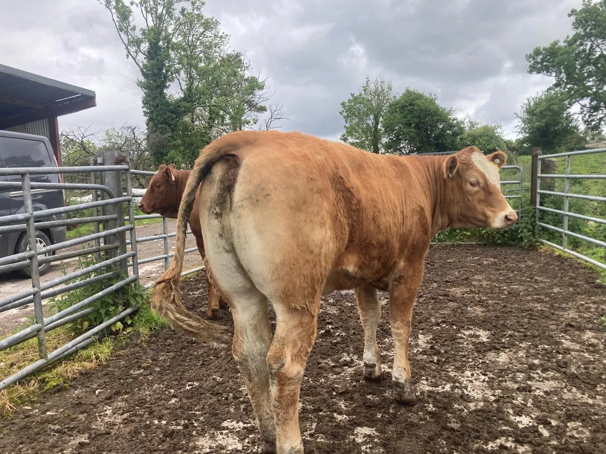 4 Smashing Replacement Heifers - Image 2