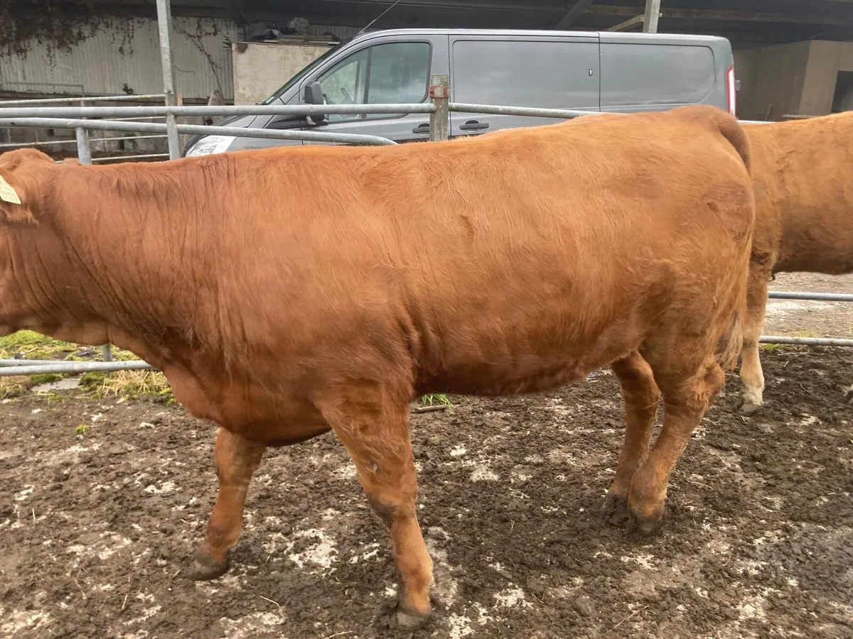 4 Smashing Replacement Heifers - Image 3