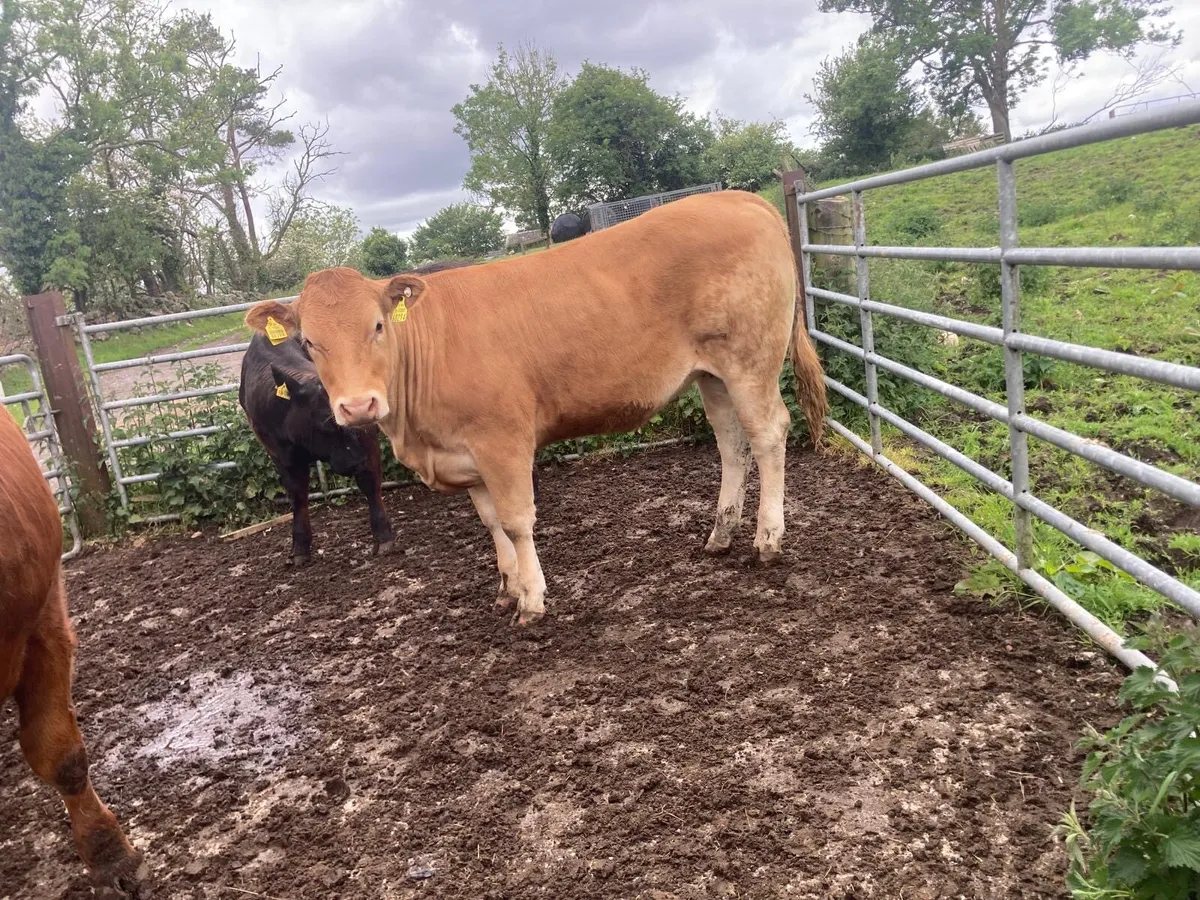 2 Smashing Replacement Heifers - Image 4